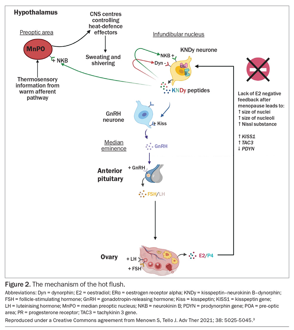a new oral nonhormonal treatment for menopausal hot